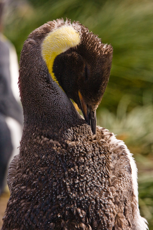Juvenile King Penguin Preening